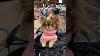 Whats in my BAG doglover dog pets chihuahua [upl. by Nwavahs]