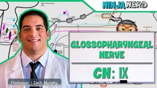 Neurology  Glossopharyngeal Nerve Cranial Nerve IX [upl. by Akinihs]