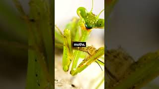 What Does a Praying Mantis Eat shorts [upl. by Norra]