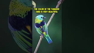 The color of the tanager bird is very beautiful reels birds wildlife beautifulbirds birdtanager [upl. by Riccio]