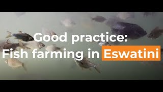 Good practice Fish farming in Eswatini [upl. by Epifano]