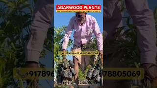 Agarwood tree price in Assam  Agarwood tree plant  Agarwood tree price in India agarwoodfarming [upl. by Goulden430]