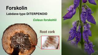 Total biosynthesis of the cyclic AMP booster forskolin from Coleus forskohlii [upl. by Isma471]