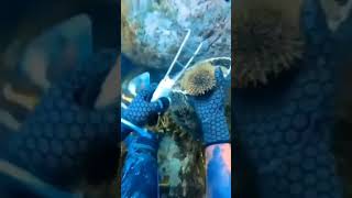 Como capturar erizos para comer erizo biologia pesca [upl. by Tench820]