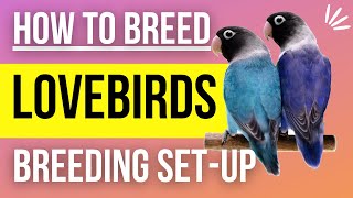 How to Setup a Lovebird Breeding Cage [upl. by Eiba]