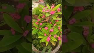 how to care for euphorbia milii plant  euphorHomeBShortsSubscriptionsPlant [upl. by Talyah]