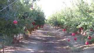 Pomegranate orchard in Israel מטע של רימונים מלאי פרי [upl. by Florenza16]