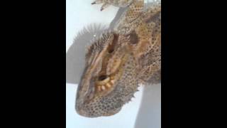 bearded dragon hiccups pls help [upl. by Mcleroy]