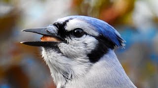 Formidable geai bleu Cri à la fin [upl. by Gael]