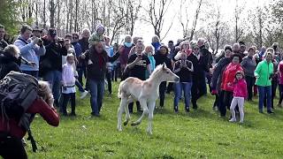 Ein Haflinger Fohlen geht seinen eigenen Weg  Weideauftrieb Meura [upl. by Zachary813]