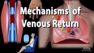 Mechanisms of Venous Return Animation [upl. by Lolita]