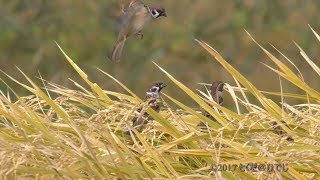 空屋根FILMS434 野鳥FHD スズメ 11月上旬 [upl. by Enyahs551]