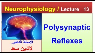 Polysynaptic reflexes  Flexion withdrawal reflexLashin دلاشين [upl. by Aihsemak]