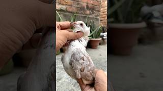 Pet house mai dher sare pets ki entry hone wali hai kabootar pet animals vlog minivlog birds [upl. by Noll]