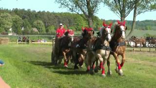 Kaltblutreffen Strasburg  Neuesund 2010 [upl. by Yleen966]