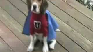 Beagle Super Dog [upl. by Imer]