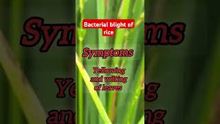 Paddy disease।bacterial blight rice paddy crop [upl. by Llen167]