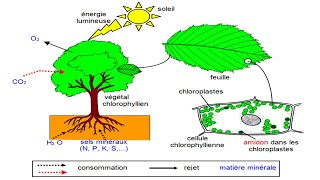 La Photosynthèse cours de physiologie végétale [upl. by Ibrahim768]