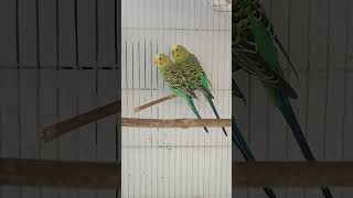 Bugies fun😜😂😊parakeet wildlife viralshort [upl. by Odnomar108]