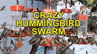 Hundreds of HUMMINGBIRDS Feeding on Feeders [upl. by Nyliram458]