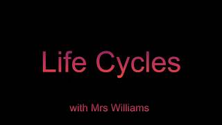 Team White  Mrs Williams and Cheeky Chicken  Life cycles [upl. by Greg]