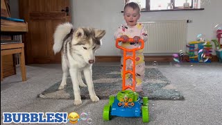 Baby amp Husky Puppy Adorable Reaction To New MEGA Bubble Machine😂 [upl. by Sined352]