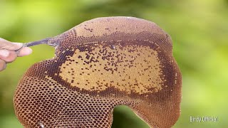 Honey Harvesting From Natural Bee Hive  Wild Honey Harvesting [upl. by Sairahcaz]