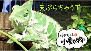 エボシカメレオンの生態・脱皮（始まりから終わりまで）Chameleon Shedding ・From beginning to end [upl. by Enrico531]