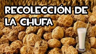 Increíble Recolección de Chufas  Guía de Cultivo  La Huerta de Ivan [upl. by Ansilme]