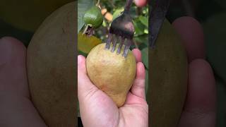 Guava very fresh fruit reels 2024 satisfying shorts top guava top fresh [upl. by Aiuqcaj]