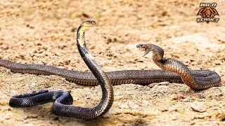 Black Mamba vs King Cobra  The Final Verdict 2022 [upl. by Ielhsa468]