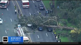 Tree falling in SF Golden Gate Park shows vulnerability of aging eucalpytus [upl. by Aralomo]