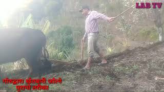 गोरु जोतेको । Ploughing Field for crop planting  traditional way in Remote village [upl. by Eleazar832]