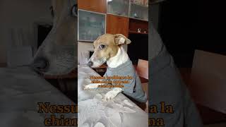 Un pizzaiolo molto furbo😂 merybijouesciarpina jackrussell pizzaiolo comedy [upl. by Letty]