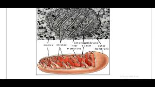 Mitochondriaamp Endoplasmic reticulum [upl. by Jenkel]