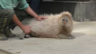 How To Pet A Capybara by The Person Who Knows Most About Capybaras [upl. by Chaim]