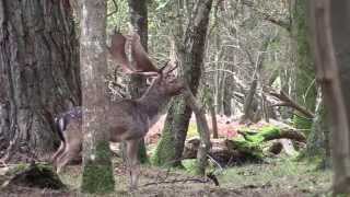 New Forest Fallow Deer [upl. by Esimehc562]