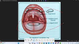 Pharynx Anatomy  1  Head amp Neck Anatomy [upl. by Ailad674]