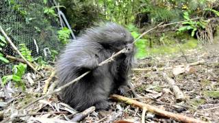 Tubby Baby Porcupette Chews on Sticks at Woodland Park Zoo Seattle [upl. by Eivad]