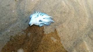 Washed out Glaucus atlanticus blue sea slug along the coast of Vishakapatnam [upl. by Kenley504]