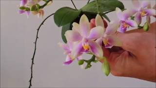 What happened to a phalaenopsis orchid in barks for 2 years [upl. by Gusta]