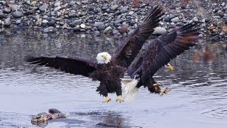 Bald Eagles River Feast HD [upl. by Uehttam665]