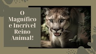 O Magnífico e Incrível Reino Animal [upl. by Emery202]