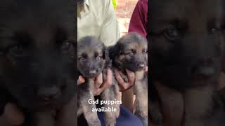 Gsd puppies available ❤️😱 cont 7904731861 tamil tamilpets music love [upl. by Wyatt]