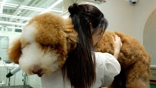 초대형 곰돌이가 나타났습니다‼️feat스탠다드푸들‼Theres a supersized bear Standard Poodle [upl. by Hayidan]