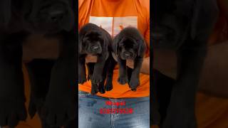 Heavy bone Labrador puppies available in bhopal 6265176538 petshopbhopal bhopalpets trending dog [upl. by Nrol]