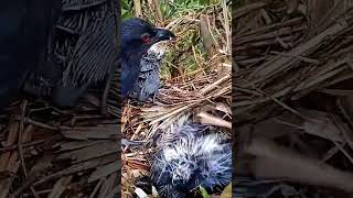 Greater coucal Bird brings larvae and insects to eat birds closeviewofindianmyna babyanimal [upl. by Notslah]