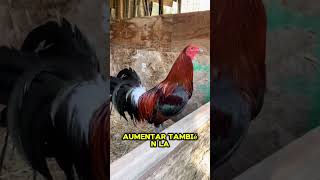 Gallos finos y la mejor alimentación para ellos alta en proteínas 🇲🇽🇺🇸🐓cambio de pluma  gallo [upl. by Riane]