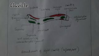 How to draw inferior aspect of clavicleclaviclemedicalyoutube youtubevideoyoutuberart drawing [upl. by Arden650]