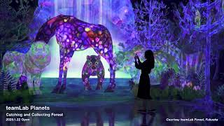 Teaser Video teamLab Catching and Collecting Forest © teamLab Reference video [upl. by Jorgan]